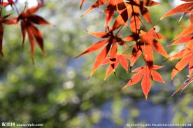 那一抹动人的红枫