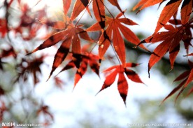 那一抹动人的红枫