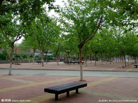 石家庄开发区街边绿化