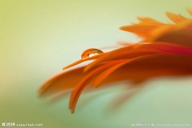 花瓣上的水珠