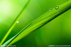 高清绿叶上的水珠