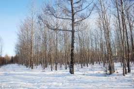 根河冬天树林雪景