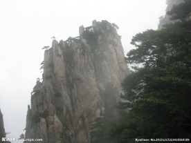 黄山松