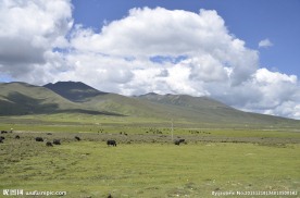西藏草原