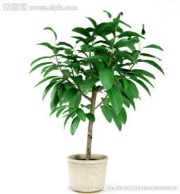 盆栽 优秀盆栽模型