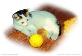 地板小花猫网球