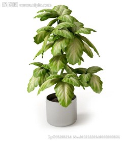 盆栽 优秀盆栽模型