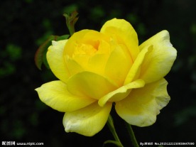 月季花