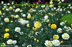 月季花