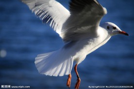 海鸥飞翔