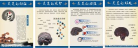 灵芝海报