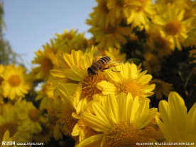 采蜜蜂