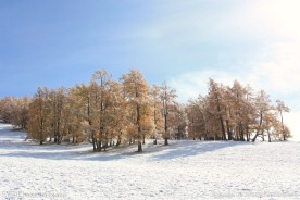 树林 雪地