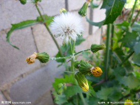 苦菜