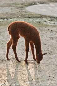原驼