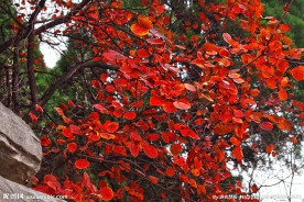 红叶