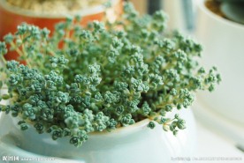 多肉植物