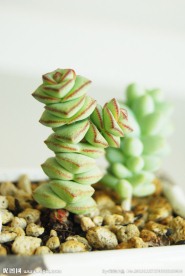 多肉植物