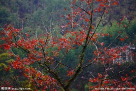 枫树红叶