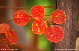 红叶红
