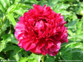红牡丹