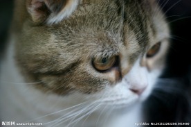 小猫咪