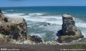 新西兰鸟岛风光