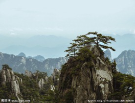 黄山松树