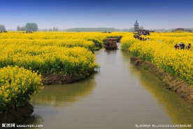 千岛菜花风景区