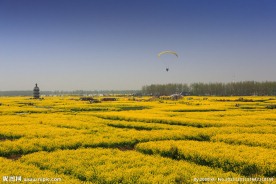 千岛菜花风景区