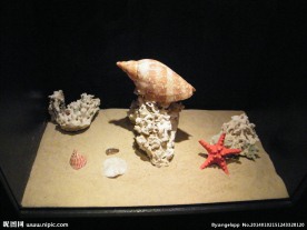 海星海螺