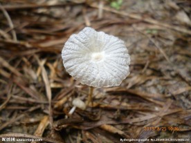 菌菇