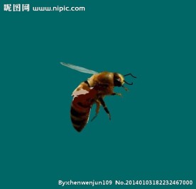 蜜蜂