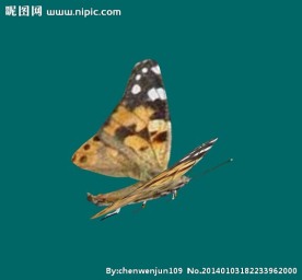 蝴蝶
