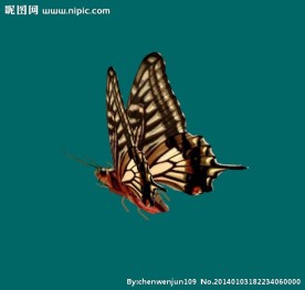 蝴蝶
