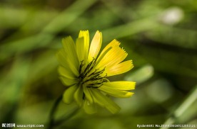 小黃花