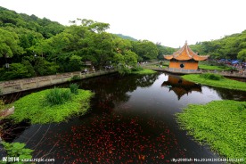 普陀山普济禅寺