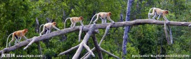 长鼻猴