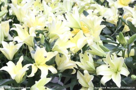 百合花 百合 鲜花