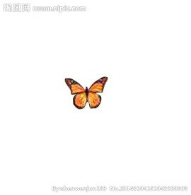 蝴蝶