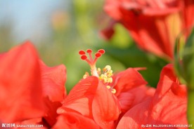 扶桑花