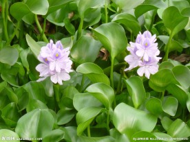 凤眼蓝 水葫芦