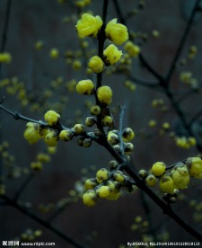 梅花