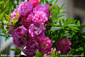 蔷薇花