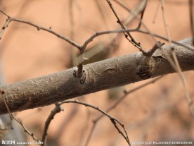 冬天的树干与枝