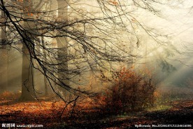 树木树荫阳光风景图