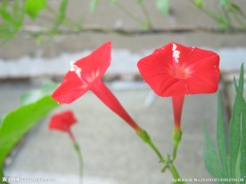 茑萝