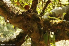 普洱茶树叶