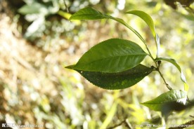 普洱茶树叶