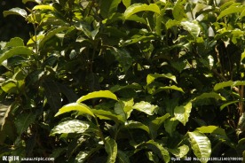 普洱茶树叶